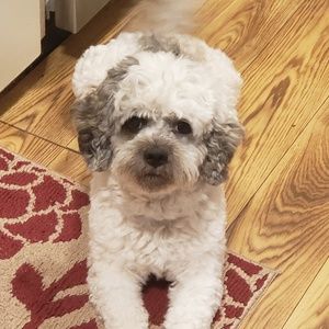 Meet your Posher, Wayne